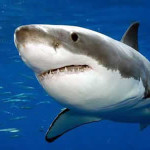 The Great White Shark