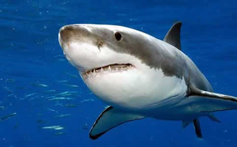 Great White Shark Facts | Extreme Shark Facts!