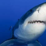 Great White Smiling