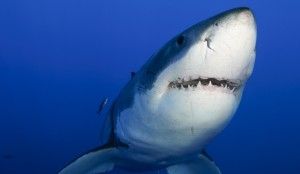 Great White Smiling