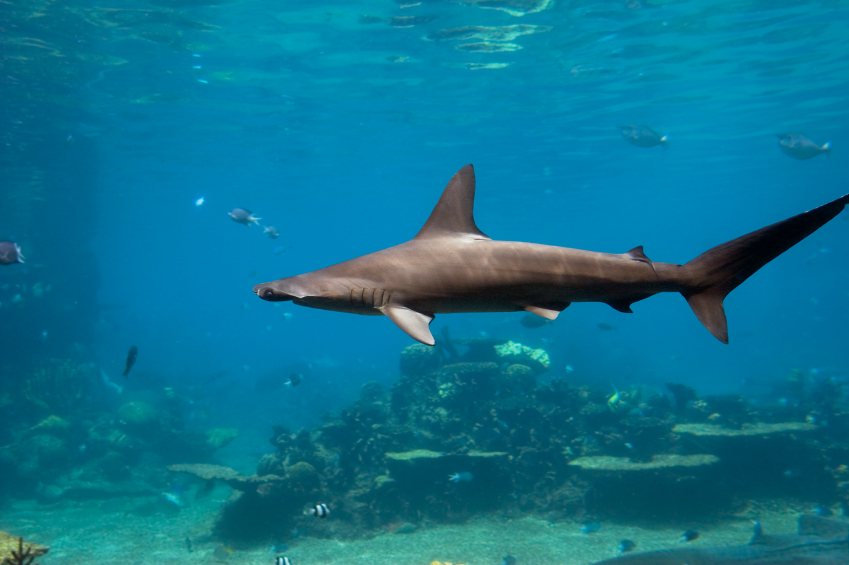 hammerhead shark facts