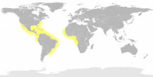 Lemon Shark Map