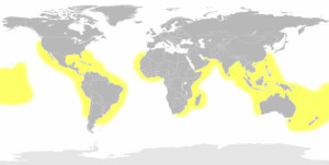 Tiger Shark Map