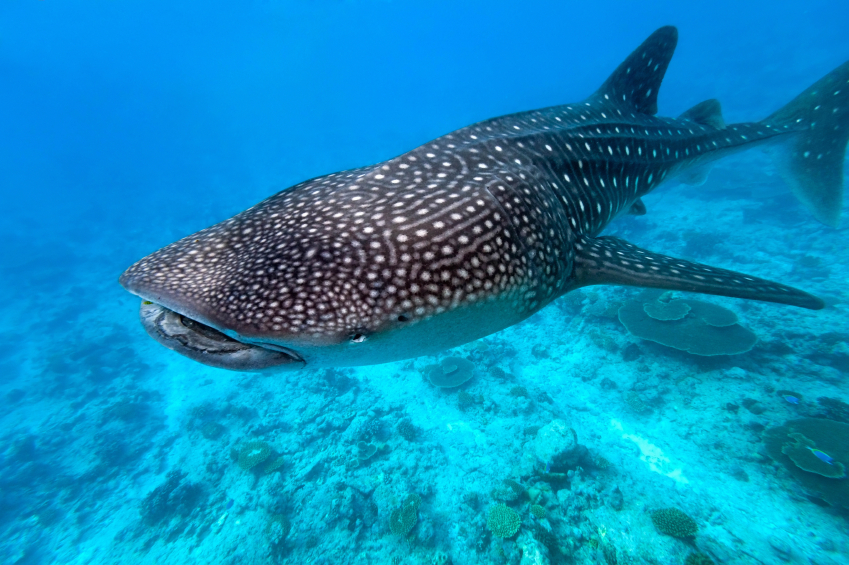 whale sharks