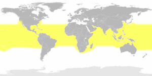 Whale Shark Map