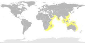 Zebra Shark Map