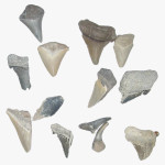 Fossilised_Shark_Teeth_2