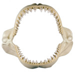 Shark Teeth