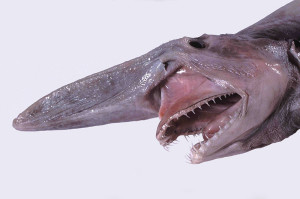 Goblin Shark Head